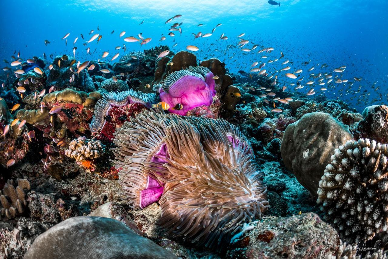 Shangri-La'S Villingili Resort And Spa, Maldives アッドゥ環礁 エクステリア 写真
